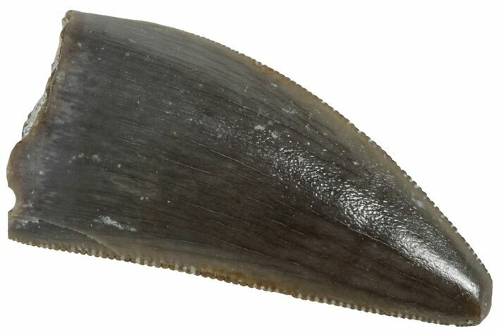 Serrated, Triassic Reptile (Postosuchus?) Tooth - Arizona #231180